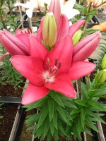 [5114 Cecina DJ No02.JPG]